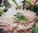 close up photography of silver-colored wedding rings on pink gerbera daisy flower